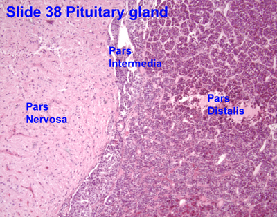 Pituitary Gland Anatomy And Physiology Medical Science Gland